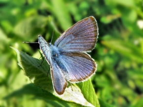 Miniaturní příroda - Modrásek