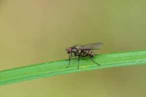 Miniaturní příroda - Moucha na trávě