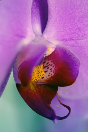 Miniaturní příroda - Orchidej?