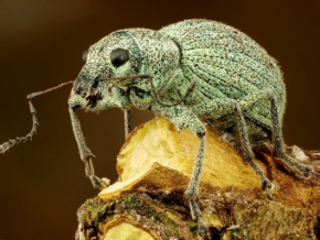 Miniaturní příroda - Listohlod žahavkový Phyllobius pomaceus