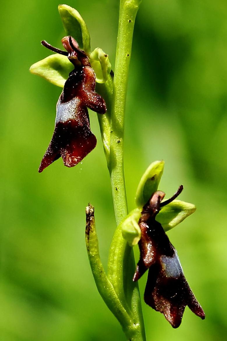 Nahnevané ženy v Ophrys insectifera