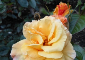 Miniaturní příroda - včelka 