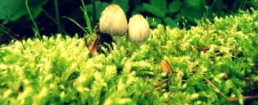 Miniaturní příroda - Houbičky