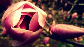 Miniaturní příroda - Růže 
