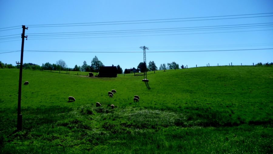 Elektrické ovce