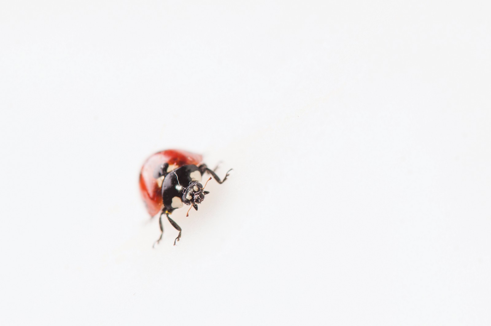 Ladybug v atelieru