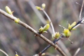 Miniaturní příroda - Přišlo jaro II.