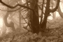 Lenka Dostálová -Strašidelný les