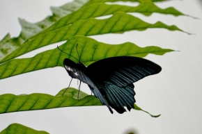 Miniaturní příroda - Motýl v černém