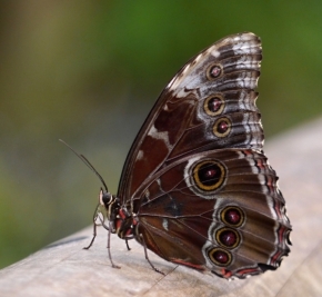 Miniaturní příroda - Motýl 1