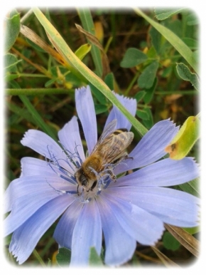 Miniaturní příroda - Nezábudka pre včielku Maju :-)