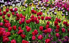 Fotograf roku v přírodě 2013 - Přehlídka tulipánů
