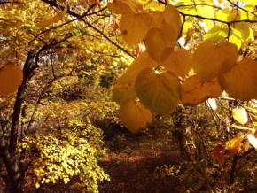 Fotograf roku v přírodě 2013 - Barvy podzimu