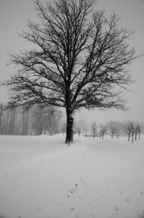 Fotograf roku v přírodě 2013 - Začátek zimy