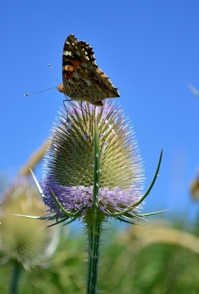 Fotograf roku v přírodě 2013 - Motýl 