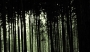 Veronika Miřátská -Temný les