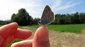 Fotograf roku v přírodě 2013 - Motýl
