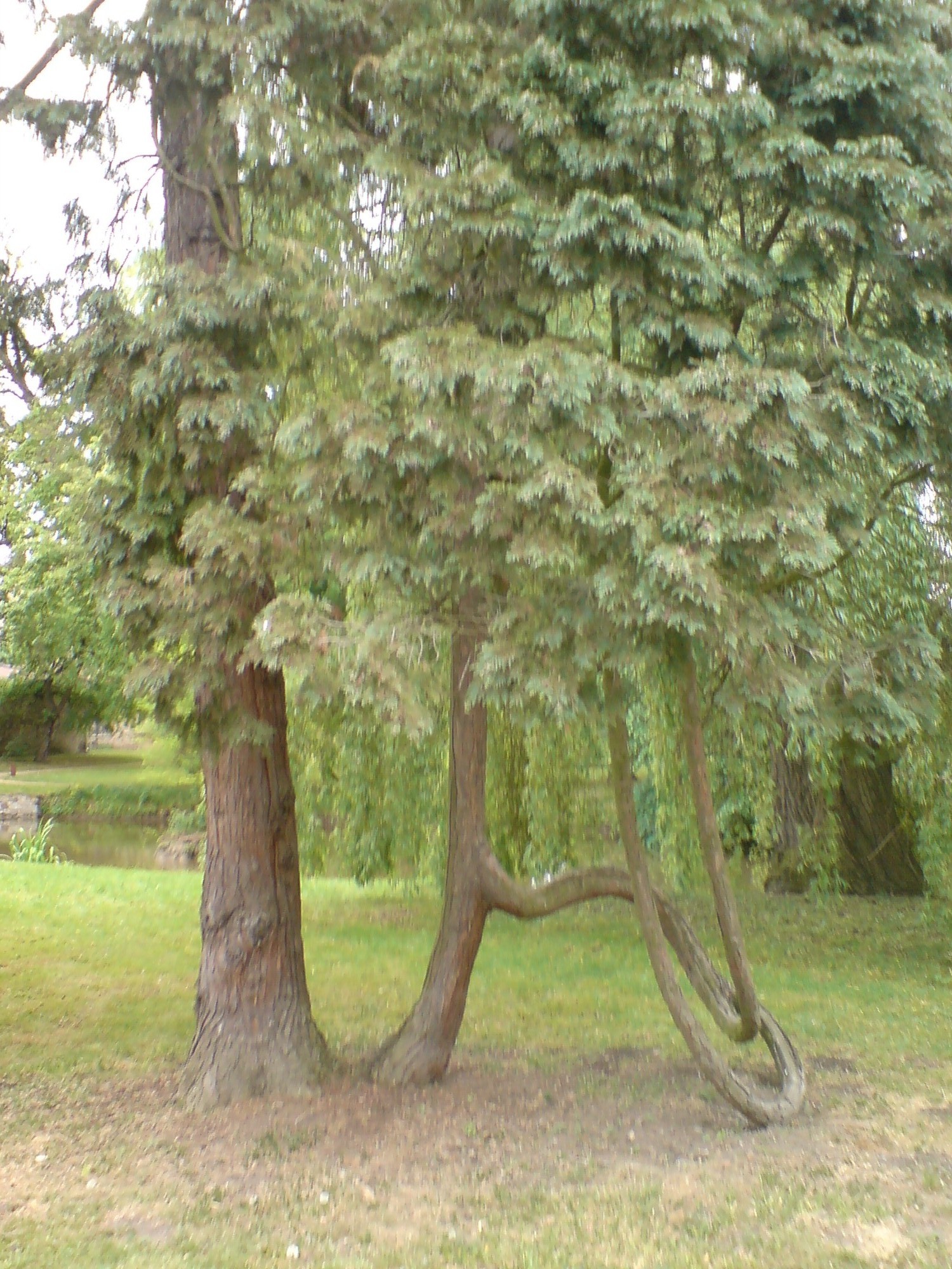 Pokroucený strom