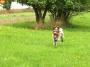 Fido
