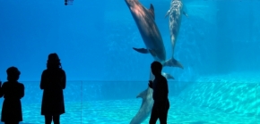 Jindřiška Mendozová - Děti a delfíni