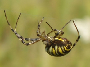 Milan Cibuľa - Pavouk