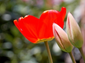 Fotograf roku v přírodě 2013 - tulipán