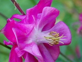 Fotograf roku v přírodě 2013 - fialový květ