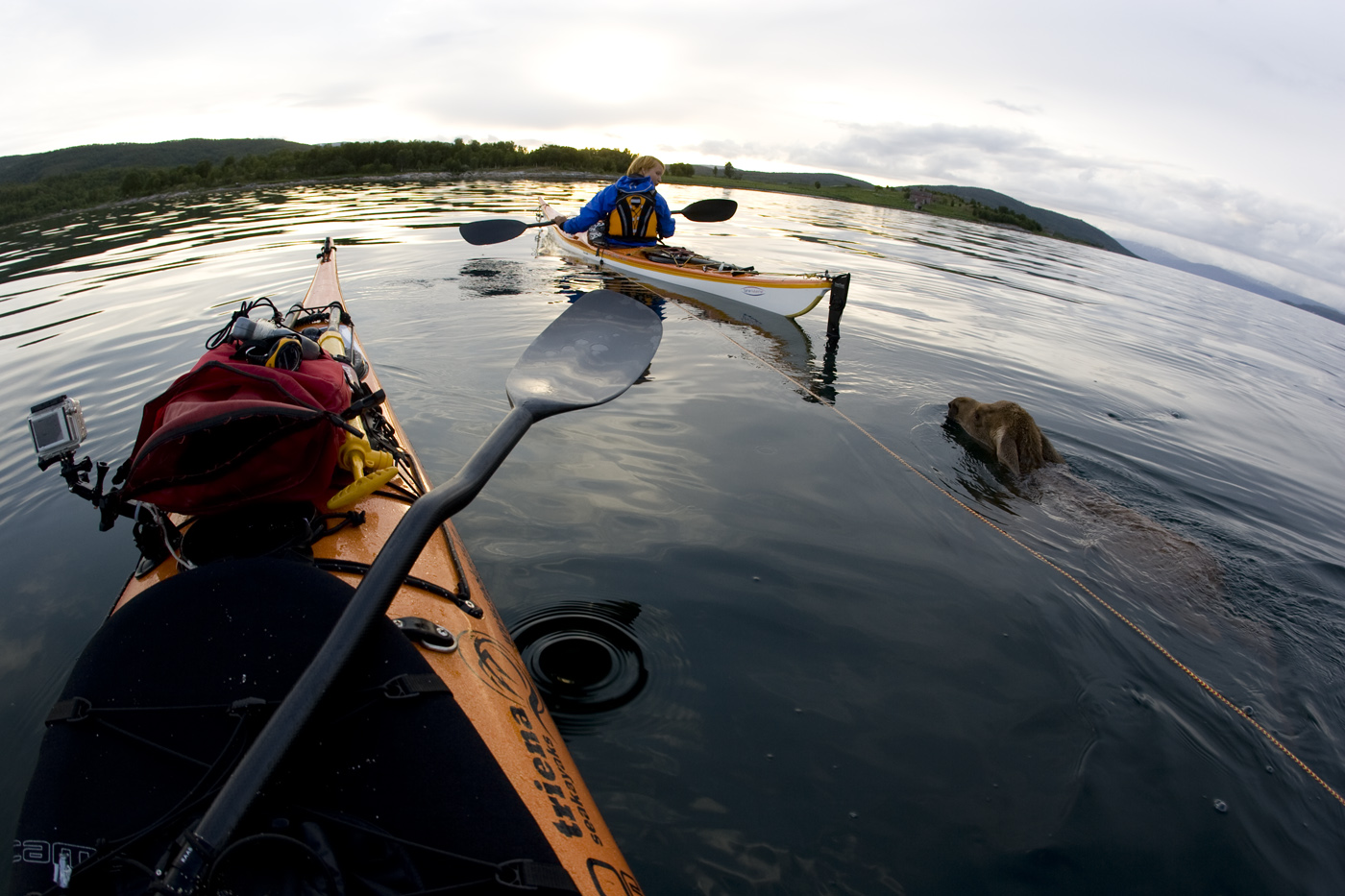 záchrana ztraceného losa v Norsku