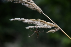 Fotograf roku v přírodě 2013 - pavouk na stéblu trávy