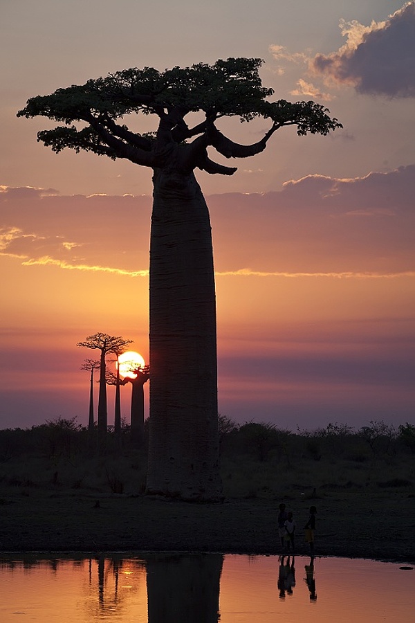 Baobab I