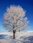 Tereza Vystrčilová -Strom v zimě