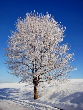 Zimní království - Strom v zimě