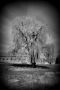 Martin Gallie -Starý strom