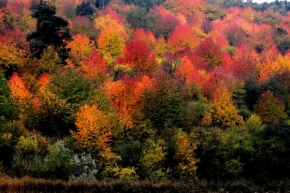 Moje nejkrásnější krajina - Fotograf roku - Top 20 - VII.kolo - Barvy podzimu