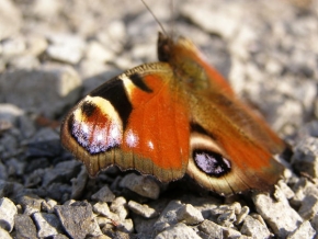 Makrosvět - Křídla motýlí