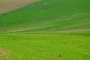 Polia