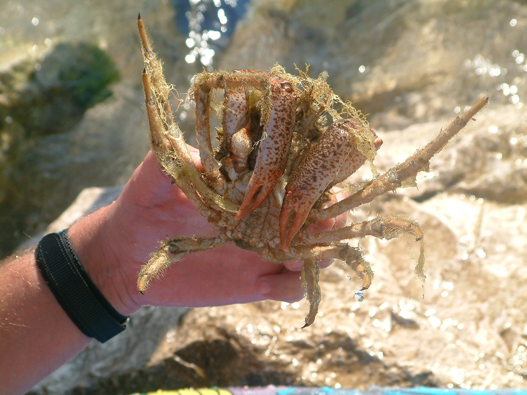hrůzostrašný zarostlý krab