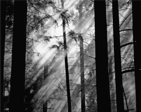 Soňa Šimánková - Světlo mezi stromy