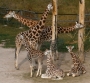 Klára Netušilová -Žirafí mládě