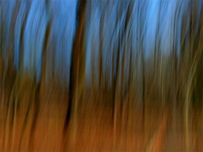 Stromy v krajině - Fotograf roku - junior - Iný ako tvoj