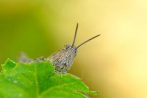Miniaturní svět zblízka - Acrididae