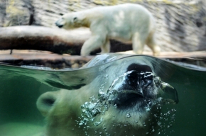 Svět zvířat - Medvědi za sklem