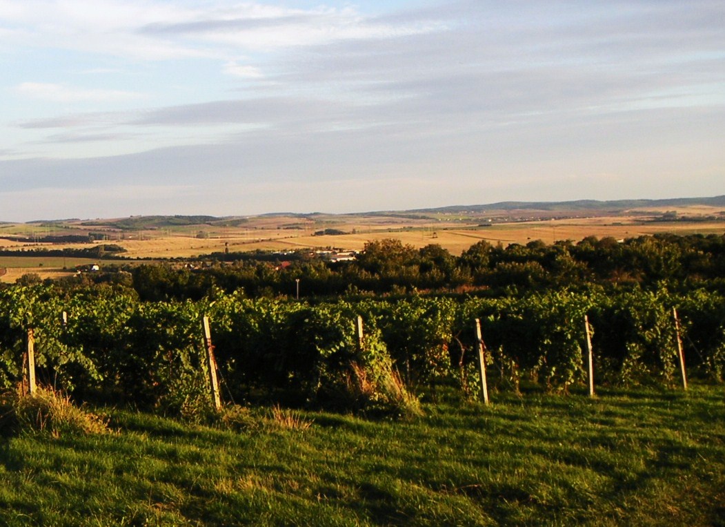 vinohrady