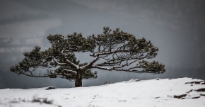 Zimní království - stromek
