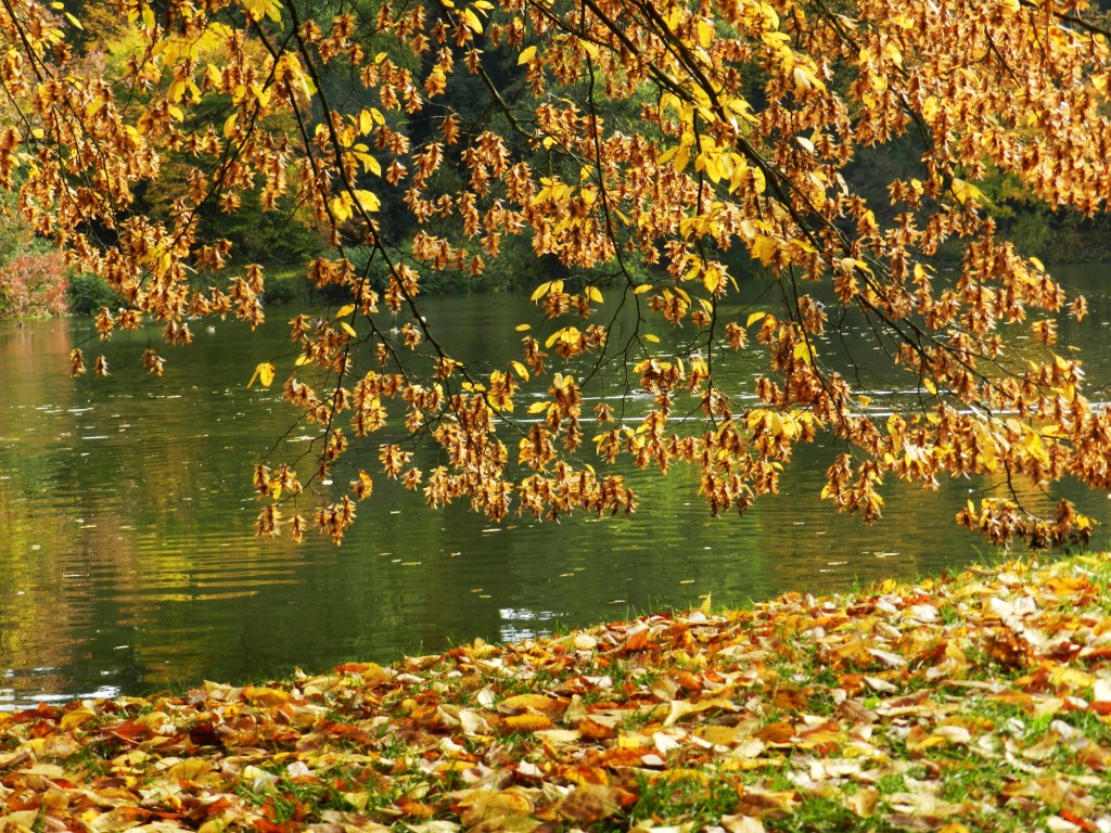 Barevný podzim v Průhonicích