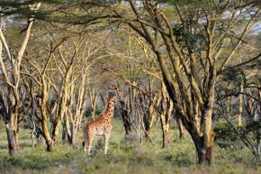Svět zvířat - Žirafa je lesní zvíře