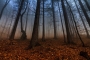 Ivan Šteiner -Tajomný les...3