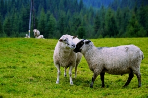 Svět zvířat - ovčí láska