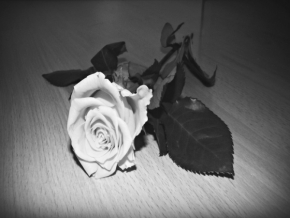 Černobílý svět - Růže