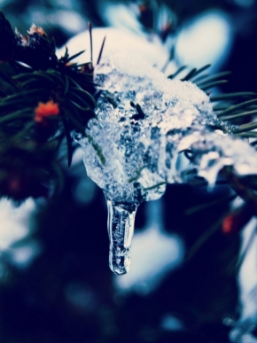 Zimní království - Rampouch na stromě